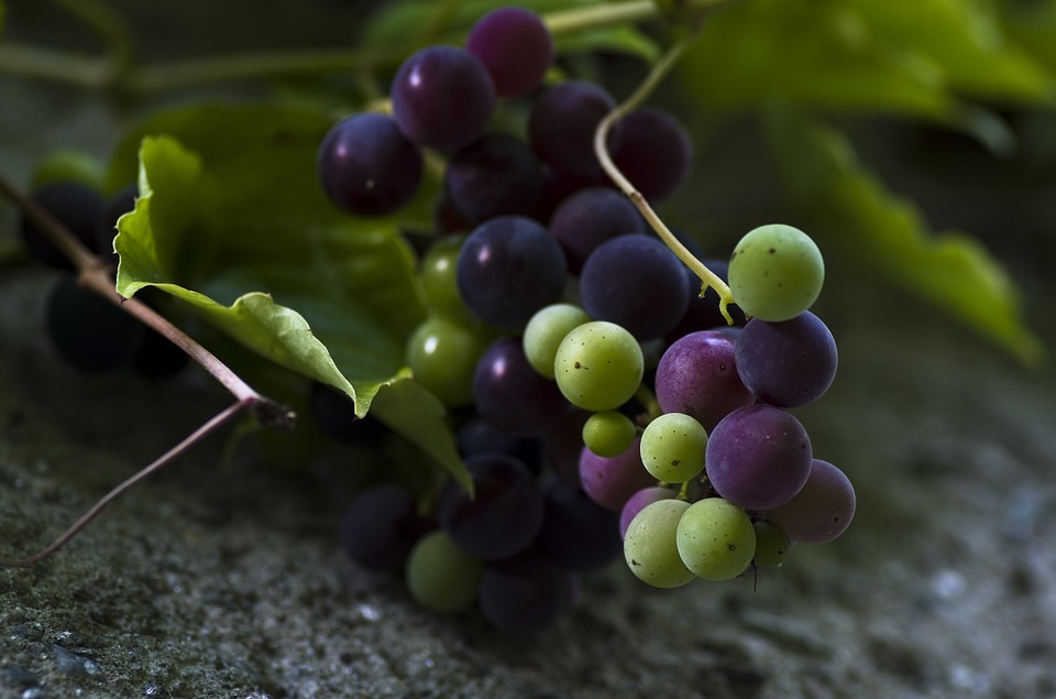 grapes-928579_960_720