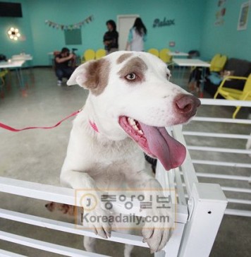 미국 최초의 ‘도그 카페’ 생겼다