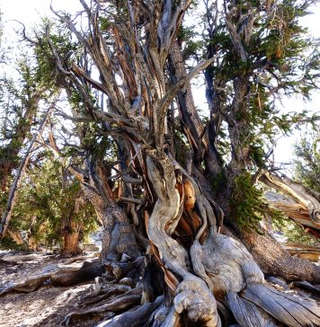 4600년 된 소나무가 살아 숨쉬는 브리슬콘 소나무 숲