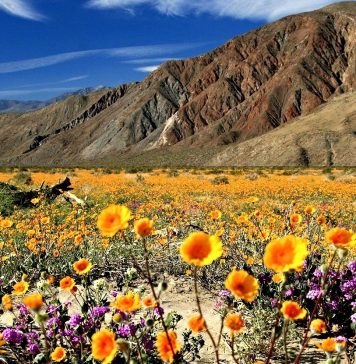 황무지에 피어난 야생화, 안자보레고 주립공원