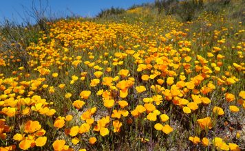 안자 보레고도 수퍼블룸에 뒤덮였다, 남가주 야생화 투어 4