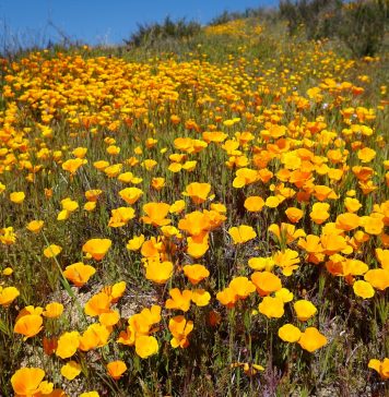 안자 보레고도 수퍼블룸에 뒤덮였다, 남가주 야생화 투어 4