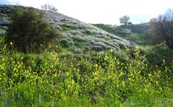 보랏빛 루핀의 황홀경, 말리부 크릭 주립공원, 남가주 야생화 투어 6