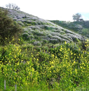 보랏빛 루핀의 황홀경, 말리부 크릭 주립공원, 남가주 야생화 투어 6