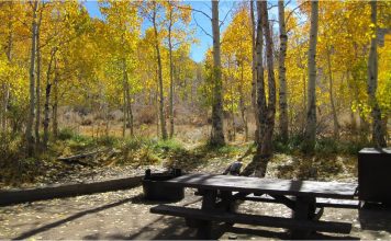 캘리포니아 단풍의 간판스타, 비숍에서의 꿈같은 캠핑