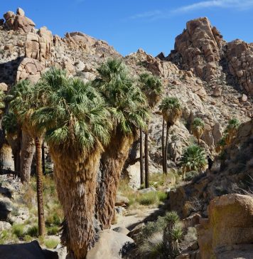 황량하지만 매력적인 사막의 정원, “로스트 팜스 오아시스”